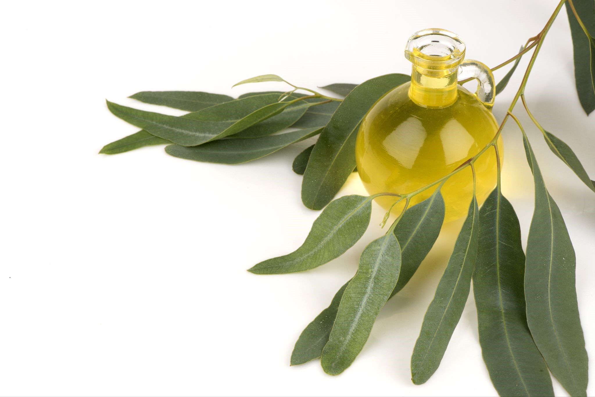 Mengenal Eucalyptus dan Manfaatnya untuk si Kecil
